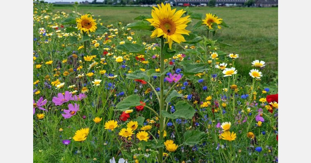 Beemster in Bloei deelt bloemenzaden uit voor bloemenranden in de polder