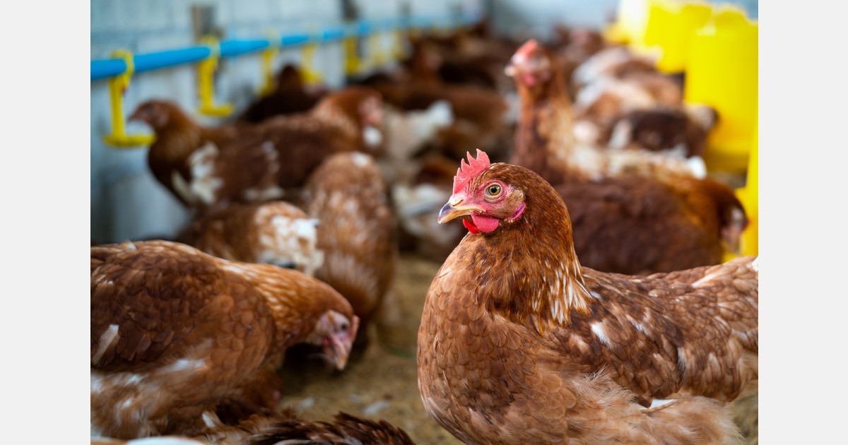 Vogelgriep op pluimveebedrijven in Putten en Neede, onderzoek in dierenpark Emmen