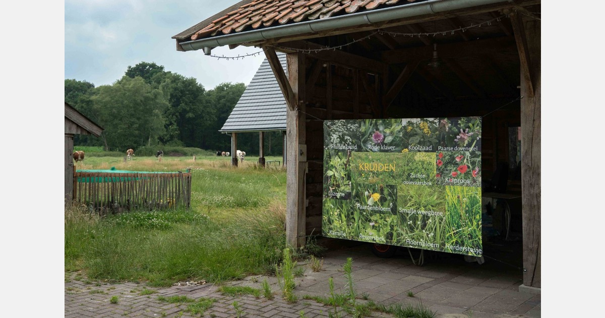 Workshop over kruiden in rantsoen melkvee op 27 mei in De Lutte
