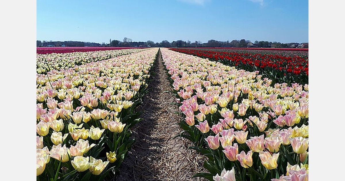 Proefproject in Bergen met biologische bollen start met dahlia’s, tulpen volgen later