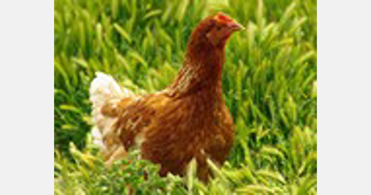 Perché è improbabile che i vaccini controllino l’influenza aviaria nel pollame